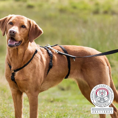 Trixie Stay Veiligheidstuig: Anti‑Ontsnappingstuig met 3-Puntssluiting