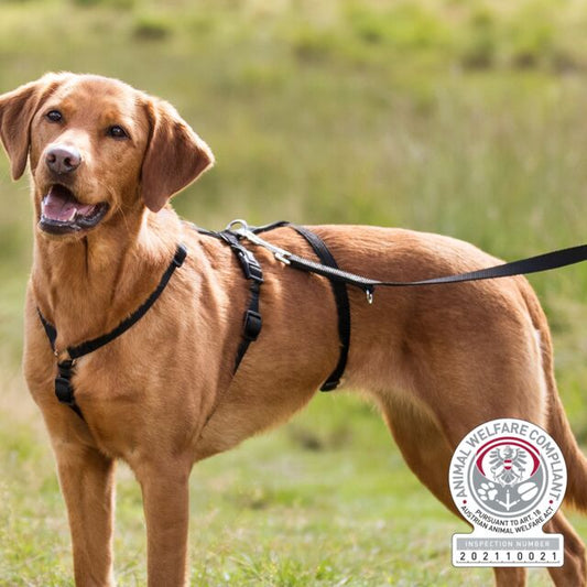 Trixie Stay Veiligheidstuig: Anti‑Ontsnappingstuig met 3-Puntssluiting